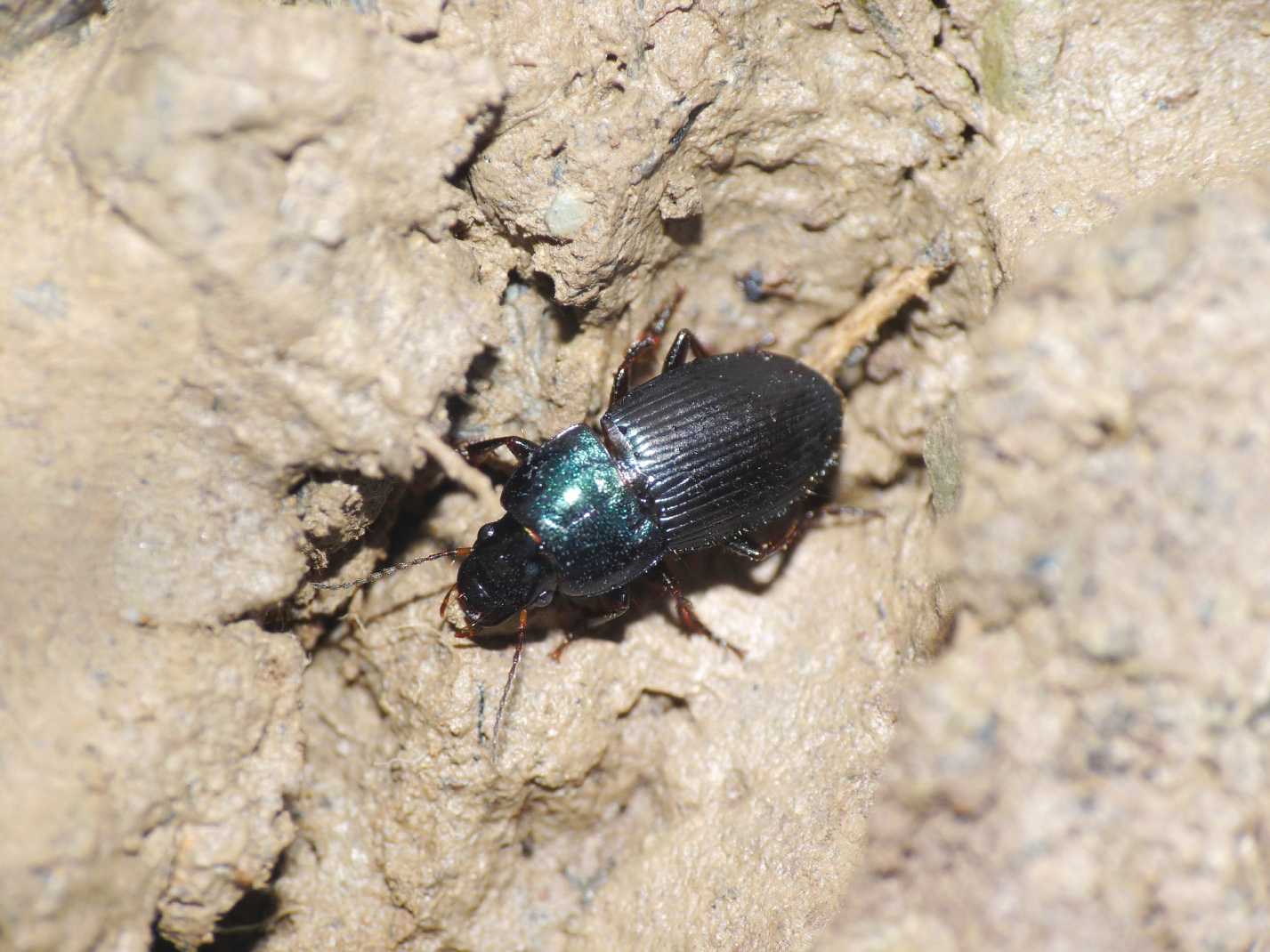 Carabide bicolore: Harpalus (Harpalophonus) italus